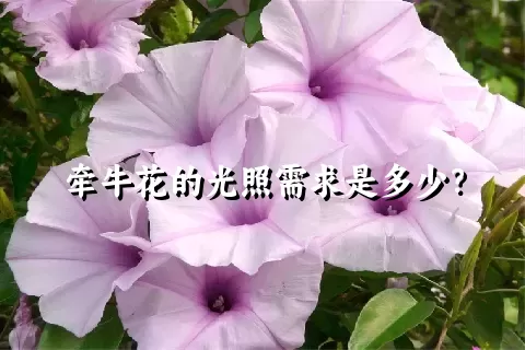 牵牛花的光照需求是多少？