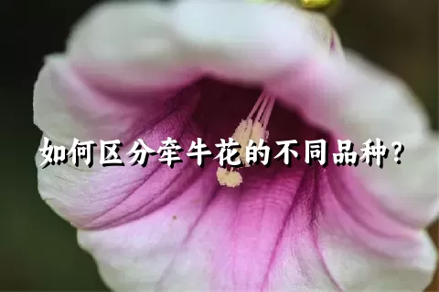 如何区分牵牛花的不同品种？