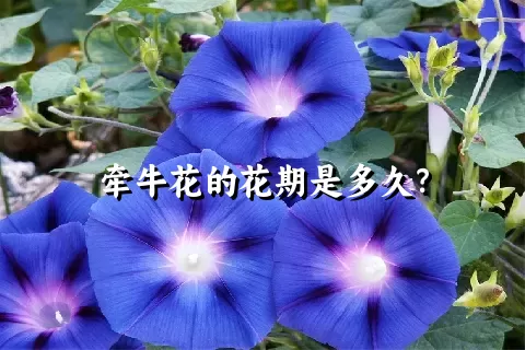 牵牛花的花期是多久？