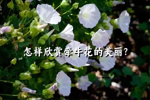 怎样欣赏牵牛花的美丽？