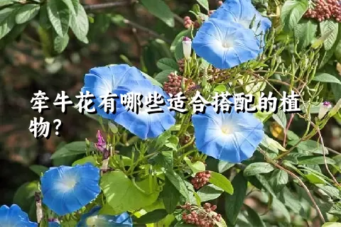 牵牛花有哪些适合搭配的植物？