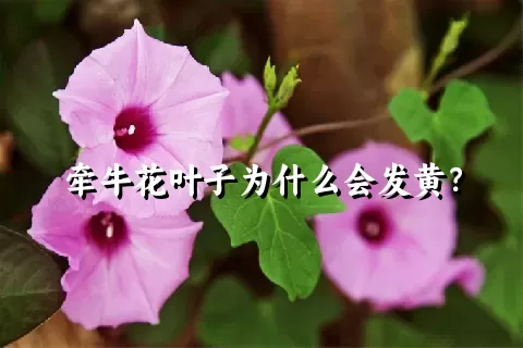 牵牛花叶子为什么会发黄？