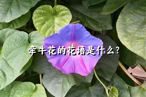 牵牛花的花语是什么？