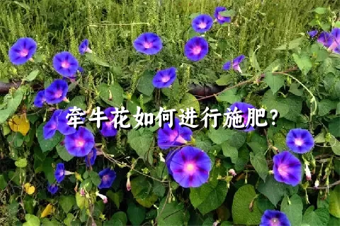 牵牛花如何进行施肥？