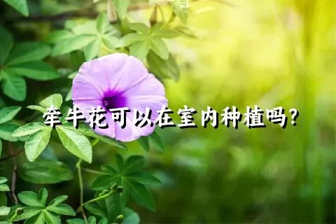 牵牛花可以在室内种植吗？