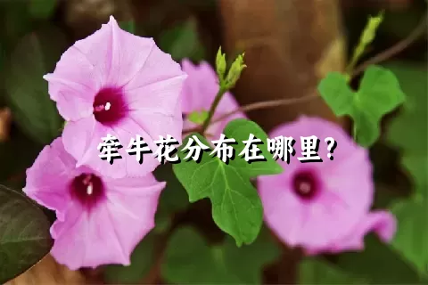 牵牛花分布在哪里?