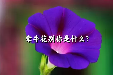 牵牛花别称是什么？