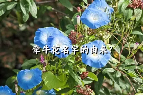 牵牛花名字的由来？