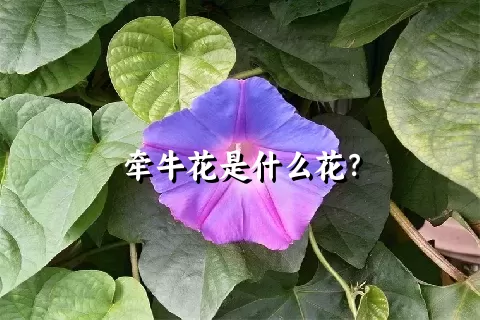 牵牛花是什么花？