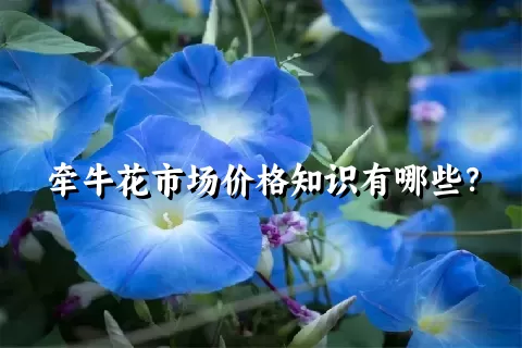 牵牛花市场价格知识有哪些？