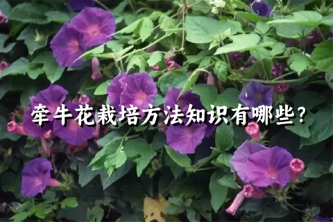 牵牛花栽培方法知识有哪些？