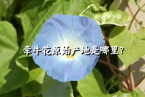 牵牛花原始产地是哪里？