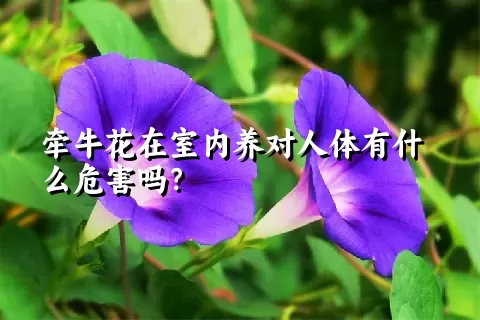 牵牛花在室内养对人体有什么危害吗？