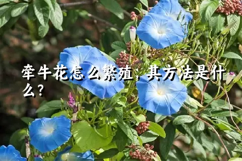 牵牛花怎么繁殖，其方法是什么？