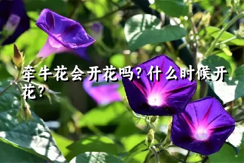 牵牛花会开花吗？什么时候开花？