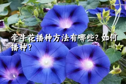 牵牛花播种方法有哪些？如何播种？