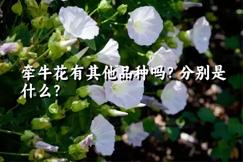 牵牛花有其他品种吗？分别是什么？