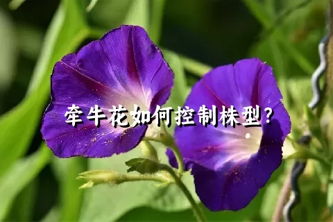 牵牛花如何控制株型？