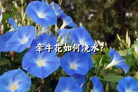 牵牛花如何浇水？