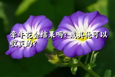 牵牛花会结果吗？或其他可以收获的？