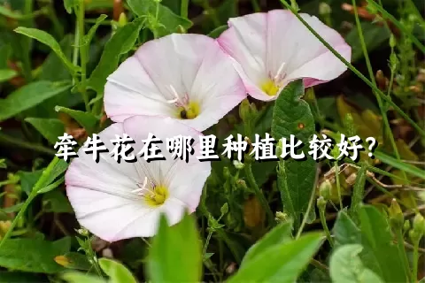 牵牛花在哪里种植比较好？