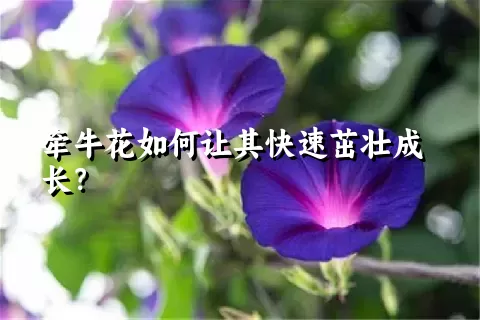 牵牛花如何让其快速茁壮成长？