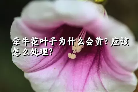 牵牛花叶子为什么会黄？应该怎么处理？