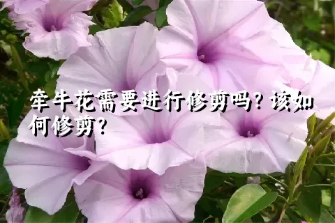 牵牛花需要进行修剪吗？该如何修剪？