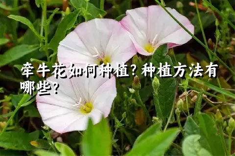 牵牛花如何种植？种植方法有哪些？