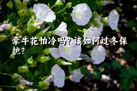 牵牛花怕冷吗？该如何过冬保护？