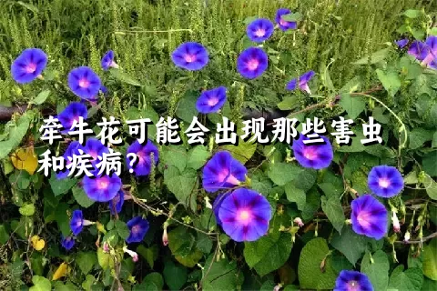 牵牛花可能会出现那些害虫和疾病？