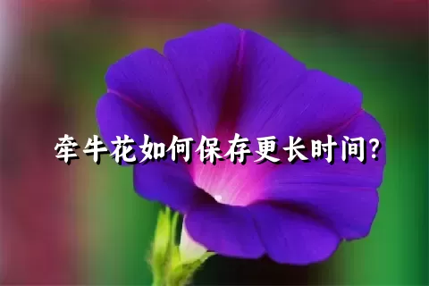 牵牛花如何保存更长时间？