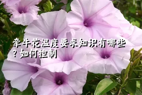 牵牛花温度要求知识有哪些？如何控制