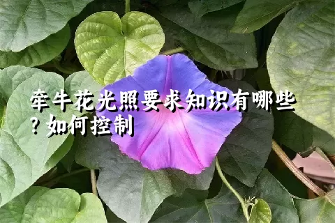 牵牛花光照要求知识有哪些？如何控制