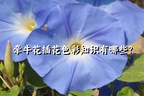 牵牛花插花色彩知识有哪些？