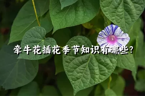 牵牛花插花季节知识有哪些？