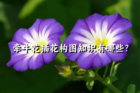 牵牛花插花构图知识有哪些？