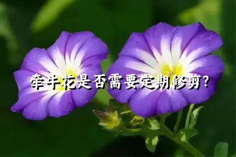 牵牛花是否需要定期修剪？