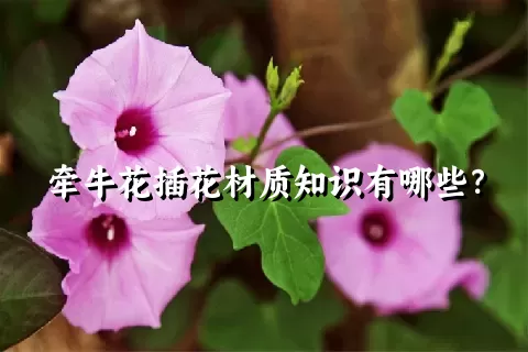 牵牛花插花材质知识有哪些？