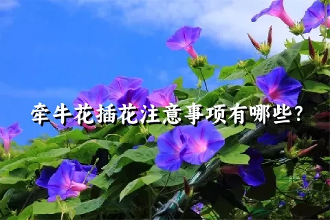 牵牛花插花注意事项有哪些？