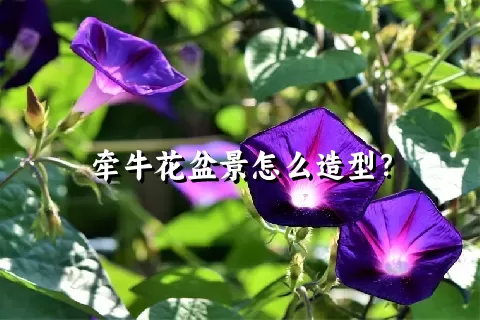 牵牛花盆景怎么造型？