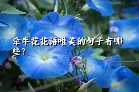 牵牛花花语唯美的句子有哪些？