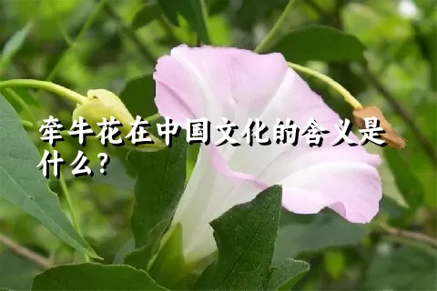 牵牛花在中国文化的含义是什么？