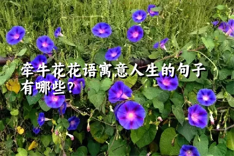 牵牛花花语寓意人生的句子有哪些？