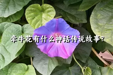 牵牛花有什么神话传说故事？