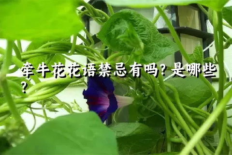 牵牛花花语禁忌有吗？是哪些？