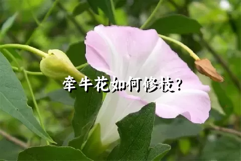 牵牛花如何修枝？