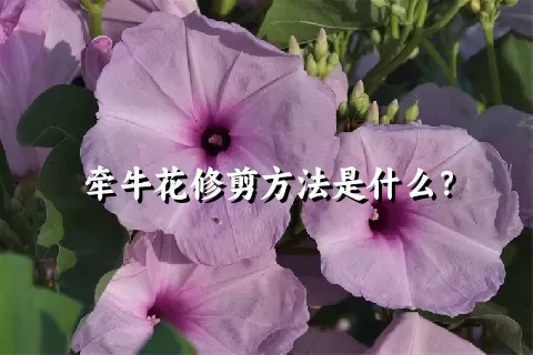 牵牛花修剪方法是什么？