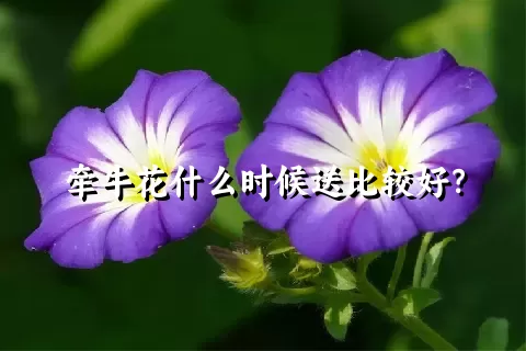 牵牛花什么时候送比较好？