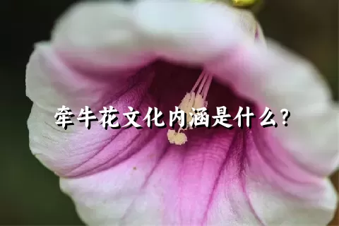 牵牛花文化内涵是什么？